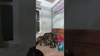 Download Lagu TK taighettapta 2026 02 26 14 25 34 MP3