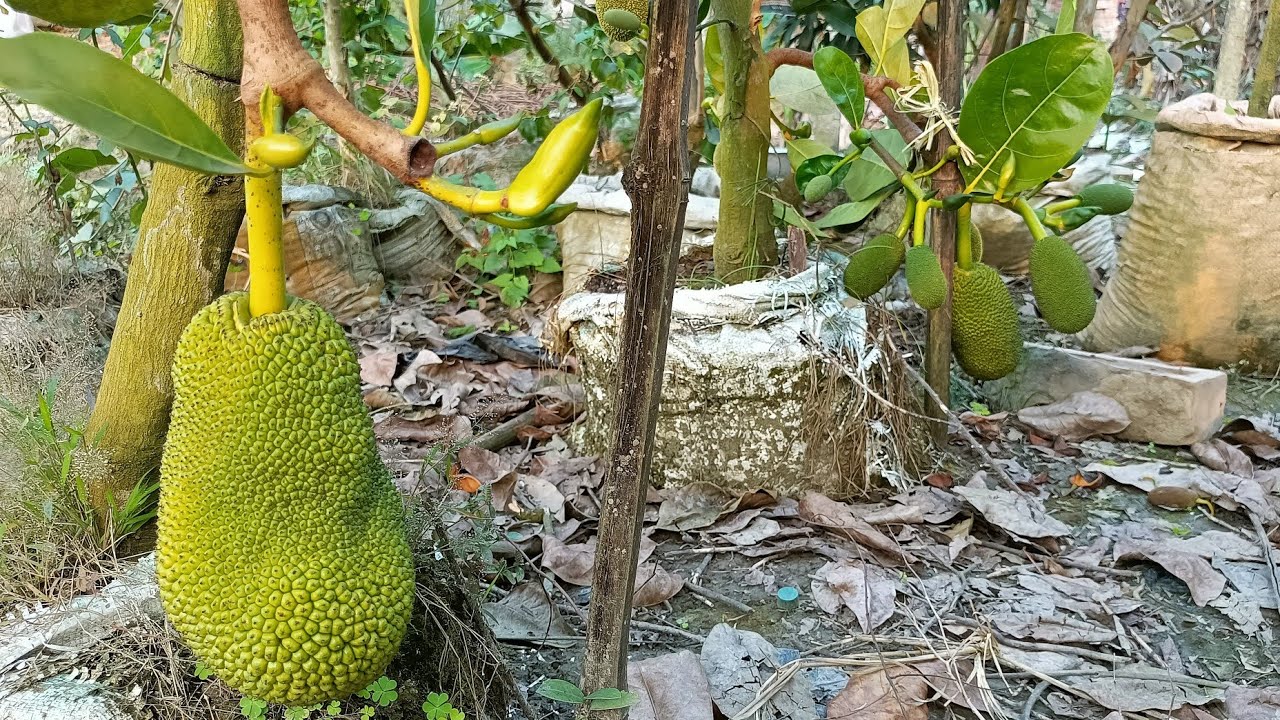 www thaiall com  2022 Update  Thai All Time Jack Fruit Successful Ferming In India.7029847107