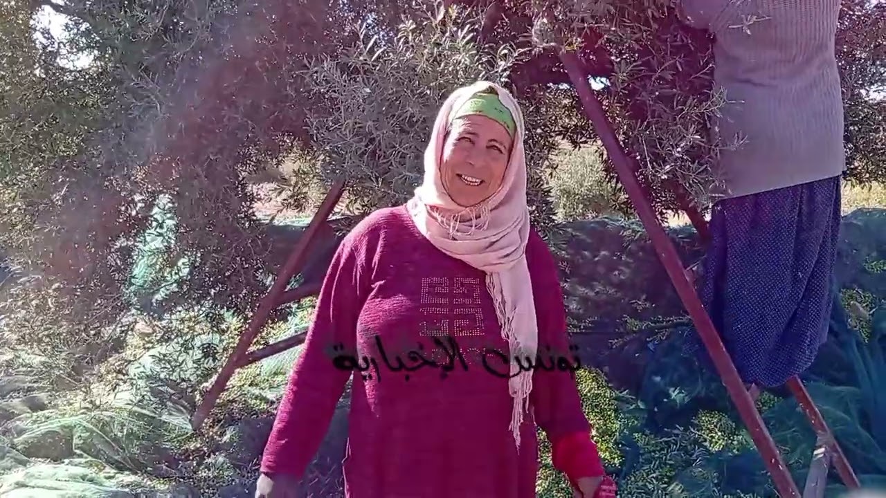 أجواء عالمية في جمع الزيتون غناء وتاي 