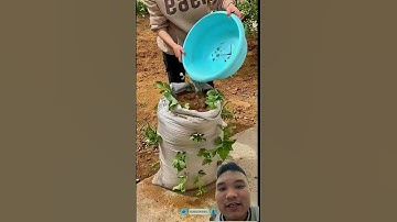 Cách trồng khoai lang siêu củ #gardening