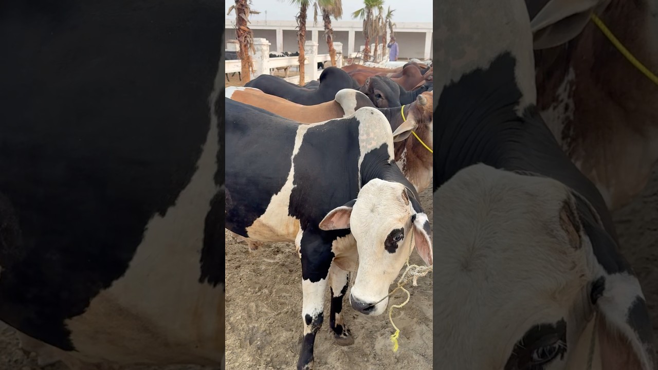 Cheap Rate vacha farm 