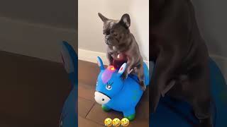 #memes #funny #animalvideos #cute #cat #dog #Animals #music