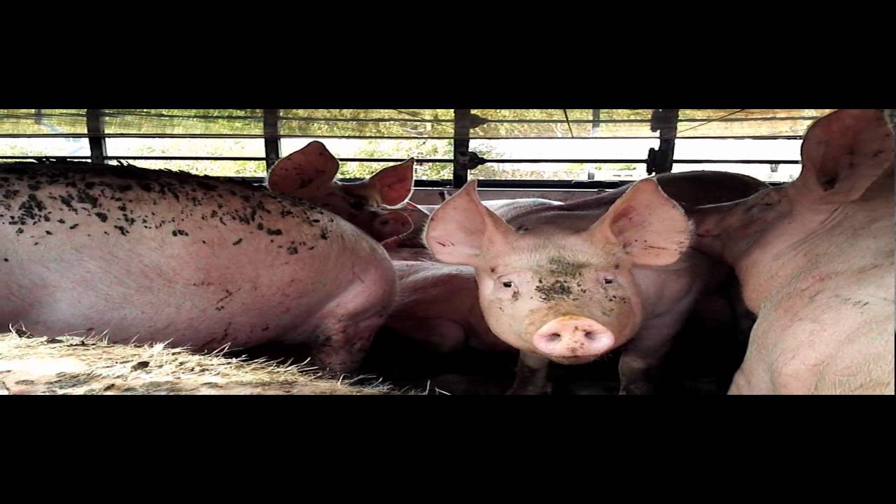 Slaughterhouse in Scotland 2016 YouTube