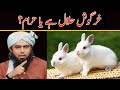 RABBIT Khargosh HALAL Hai Ya HARAM Engineer Muhammad Ali Mirza RABBIT Khargosh HALAL Hai Ya HARAM Engineer Muhammad Ali Mirza