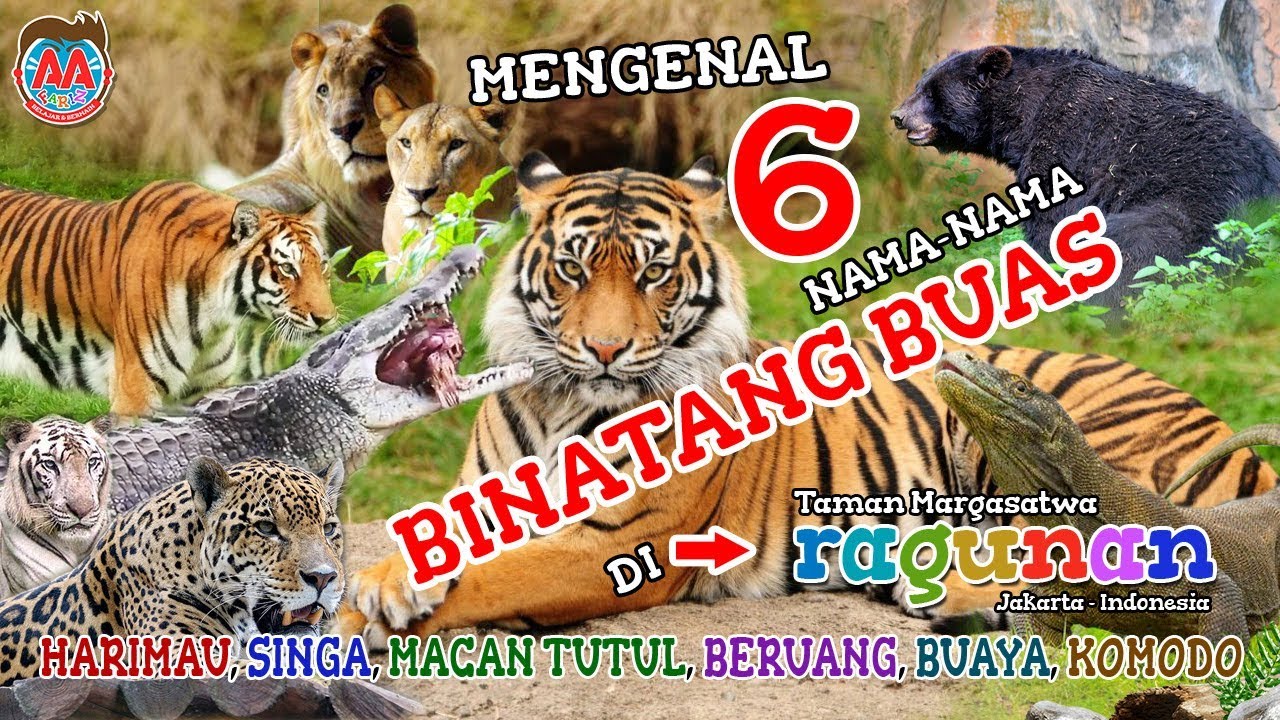 Mengenal 6 Nama Binatang Buas di Ragunan Zoo Harimau 