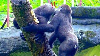 林戈：哥哥害偶呷一條😆🤣💦#Djeeco#ゴリラ#迪亞哥#金剛猩猩#taipeizoo #gorilla #台北市立動物園20240514#14