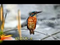 common kingfisher طائر الرّفراف الشائع في وسط السعودية