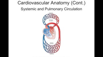 Chapter 17 Cardiac Function BIOL300