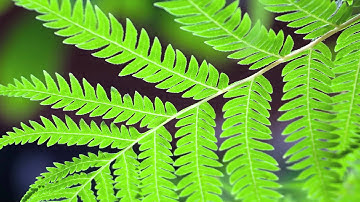 Gitanjali - Rabindranath Tagore - 14 - My desires are many and my cry is pitiful