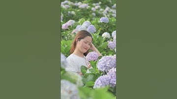 Mùa hoa cẩm tú cầu trên đỉnh Mẫu Sơn - Lạng Sơn