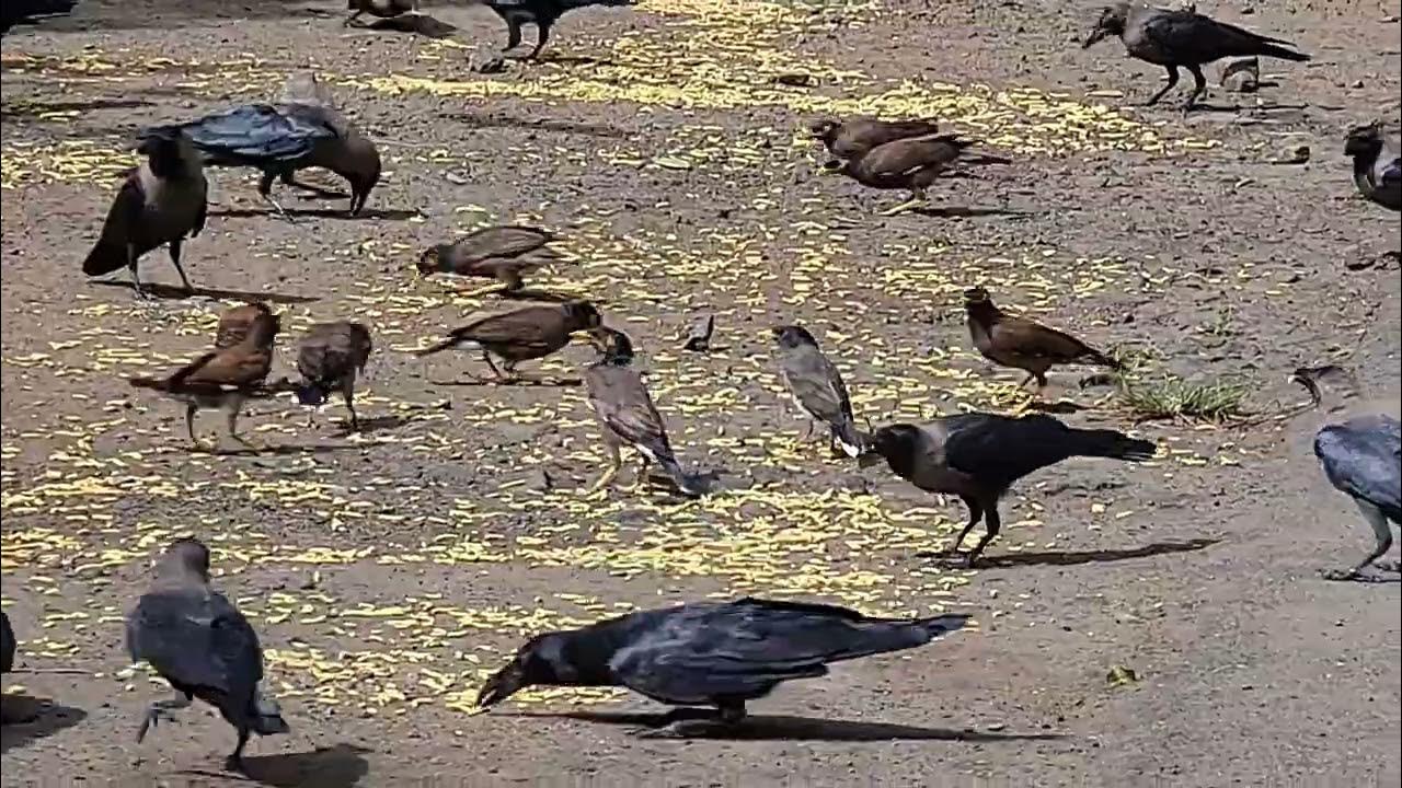 House Crows In A Mixed Flock Enjoy A Meal Of Pulses At Race Course just-a-month-late-in-posting-no-big-deal-pictures-from-our-second