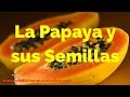 LA PAPAYA Y SUS SEMILLAS â€“ HIGADO, GASTRITIS, COLON IRRITABLE