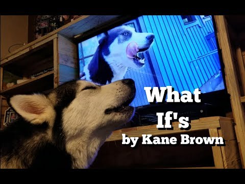 What Ifs By Kane Brown & Lauren Elena Featuring Tonka The Malamute & Luna The Husky