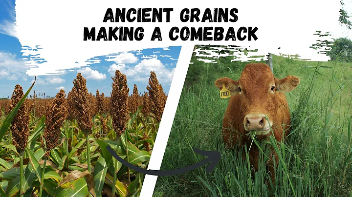 Ancient Grains Making a Comeback for Crops and Grazing