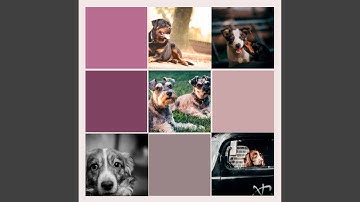 Pulsating Keeping Dogs Entertained