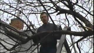 Celebrity How to Prune Correctively Net Worth
