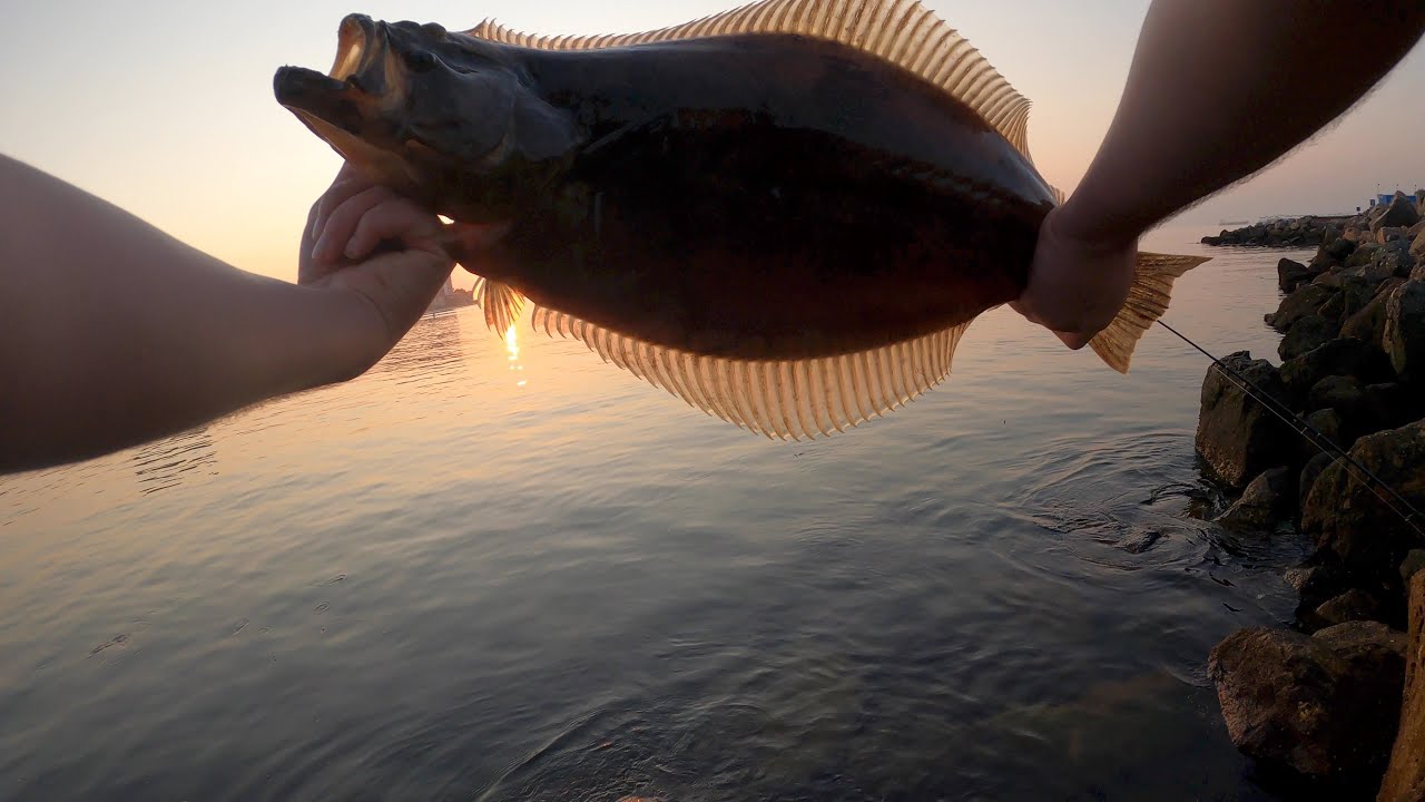 LEGAL HALIBUT (LONG BEACH FISHING) YouTube