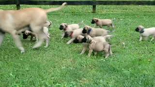 English Mastiff Puppies For Sale