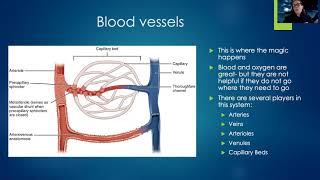 Med/Surg: Cardiovascular Assessment