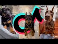 Doberman TikTok Compilation | Dogs of TikTok