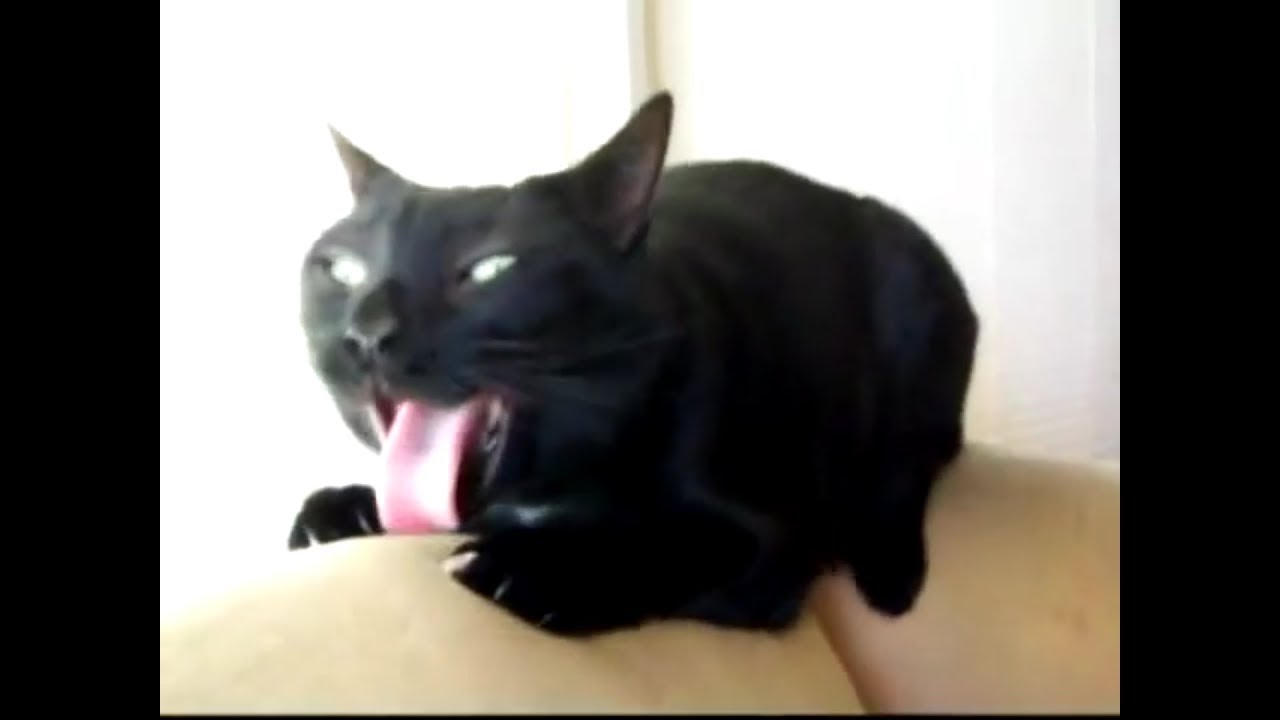 кошка срыгивает. кота тошнит. кот с рвотным рефлексом. кот с вилкой. рыгающий кот gif.