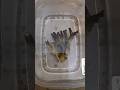How I attach live corral to a rock.#aquarium #funny