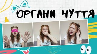 картинка: Органи чуття: очі, вуха, ніс, язик, шкіра