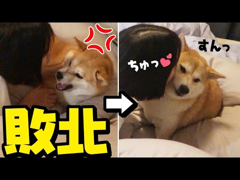 ブチギレてもキス魔娘に敗北する妹柴犬