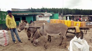 Video: Africa’s Donkeys Slaughtered To Make Chinese ‘miracle Elixir’ Video: Africa’s Donkeys Slaughtered To Make Chinese ‘miracle Elixir’