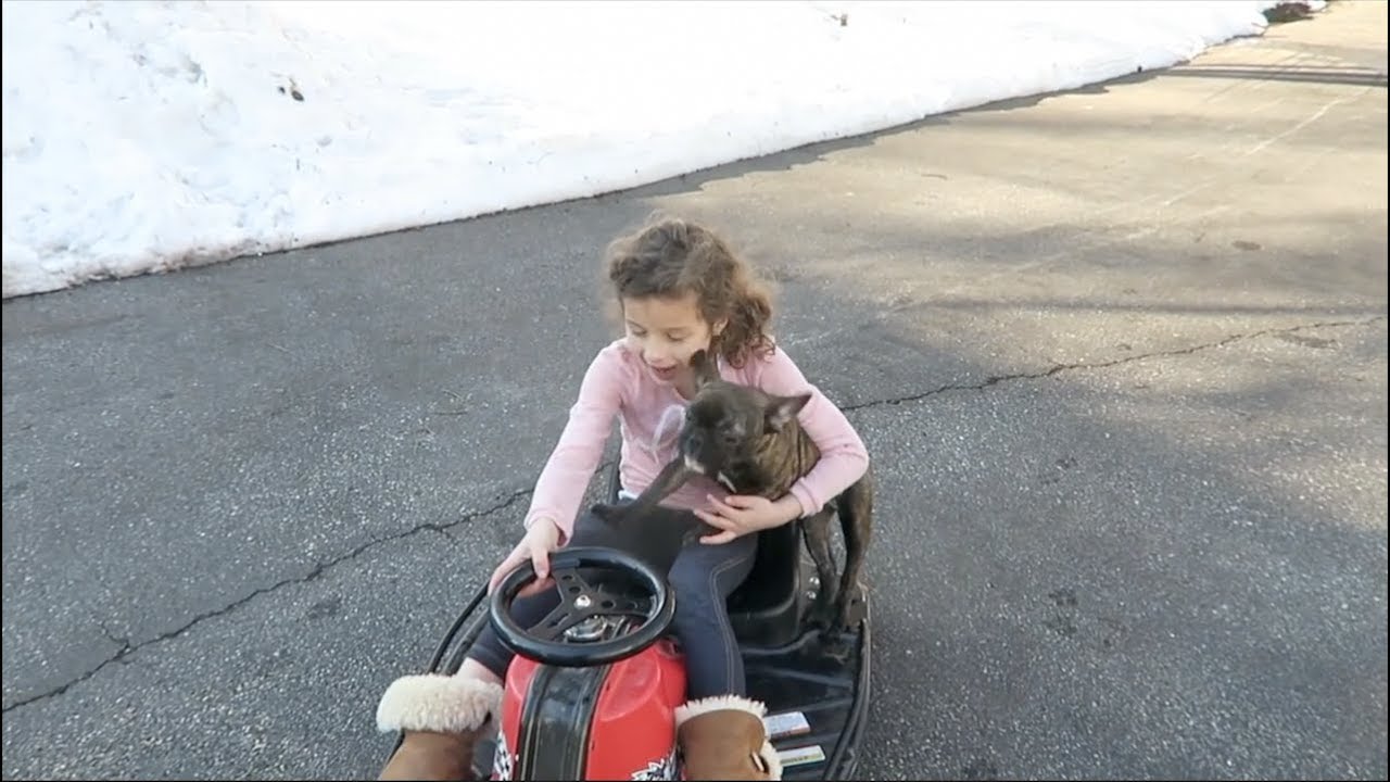 vlogs in spanish Crazy Dog in a Crazy Cart (WK 265) | Bratayley