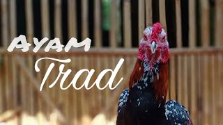 Jenis Ayam Modern | Ayam Trad