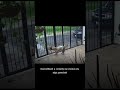 Cachorro é assaltado da forma mais fofa possível!