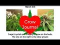 Grow journal cultivating ilgm blue dream