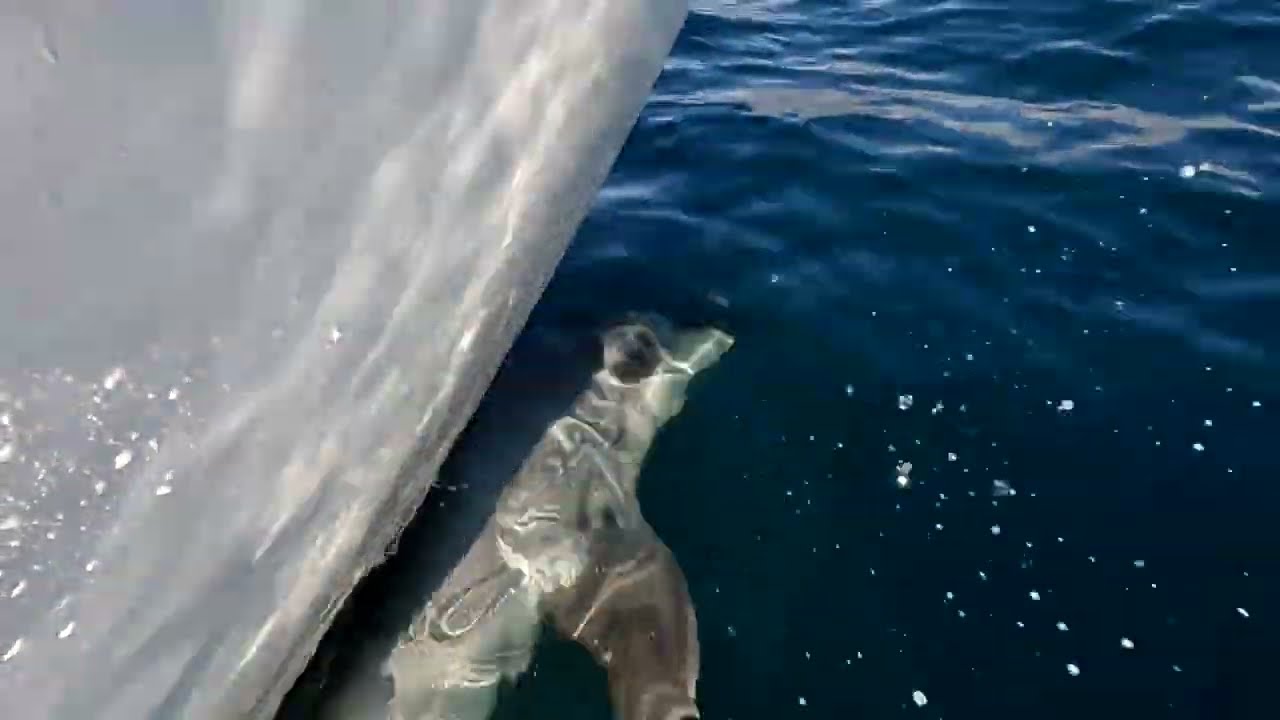 Incredible Dolphin Encounter