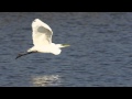 Great egret in flight at arcata marsh