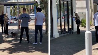 Lost Koala Tries To Go Shopping In Clothing Store