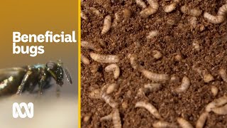 Using good bugs to fight bad bugs could be key to pesticide-free farming | Landline | ABC Australia