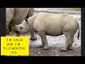 Baby Rhino - Dalia #9 #rhinos