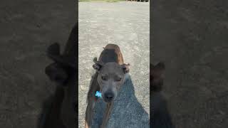 Lucky Dog Animal Rescue's Florence