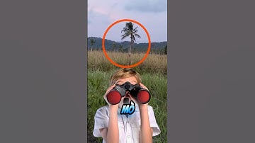 NẾU BẮT GẶP CÁI CÂY ĐANG RUNG LẮC #amazingfacts #facts