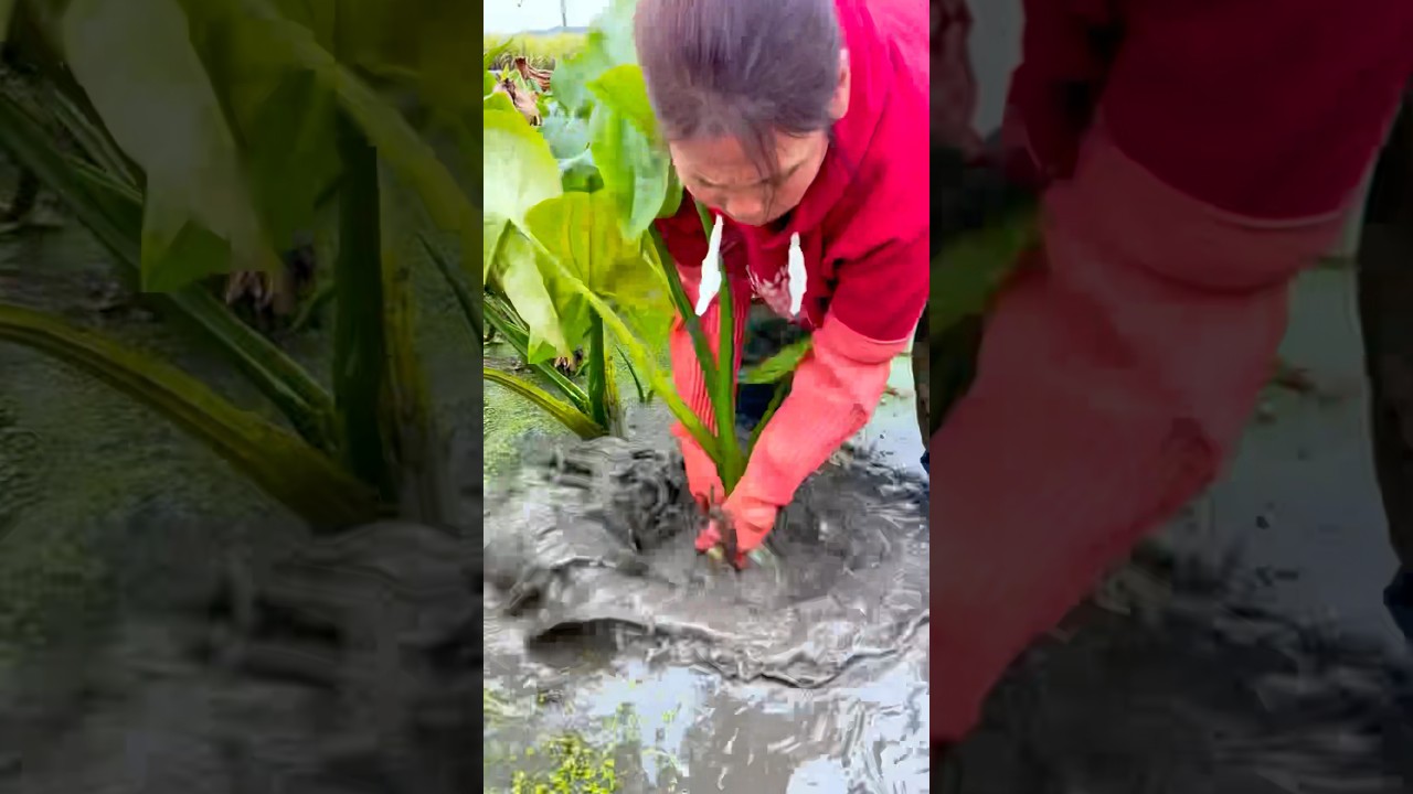 Harvesting Cigu(Arrowhead): Crisp and nutritious, a popular winter delicacy