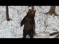 Веселье, кувырки и игры на снегу 🐻☃️ Медведь Мансур