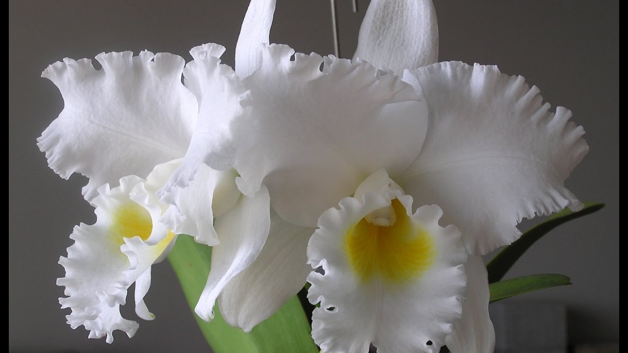 Cattleya flowers - YouTube Cattleya flowers - YouTube
