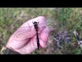 Находка редчайшей стрекозы-Зеленотелки Зальберга на Полярном Урале / Finding of the rarest dragonfly