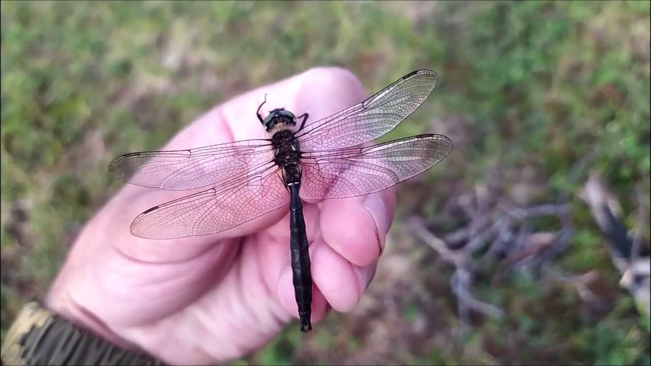 Находка редчайшей стрекозыЗеленотелки Зальберга на Полярном Урале