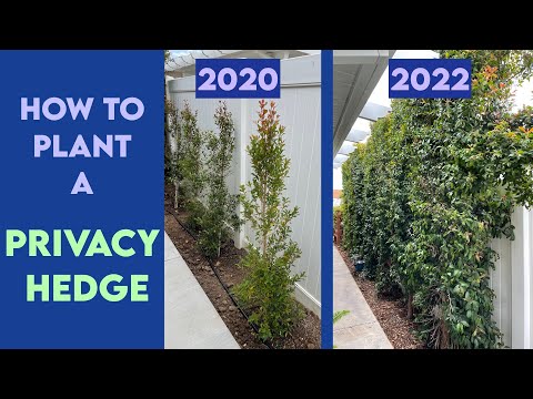 Wideo: Uprawa krzewów Eugenii jako zabezpieczenie prywatności