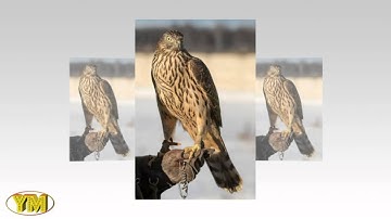 027   An Naml The Ants  سورة النمل