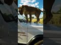 NAUGHTY LION Jumps on Car #lion #wildlife #fun