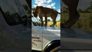 Naughty Lion Jumps On Car #Lion #Wildlife #Fun