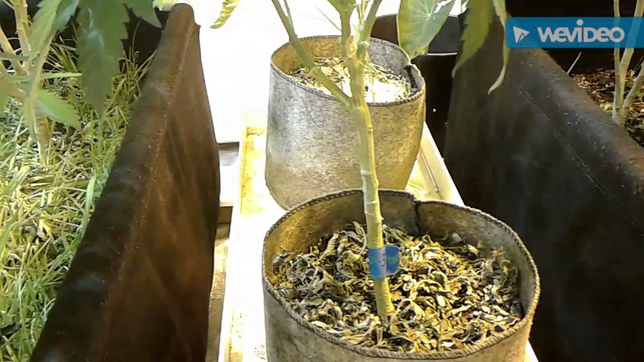 Generation Sour...Day #1 of 12/12 Flip🌱